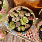Lithops Living Stones
