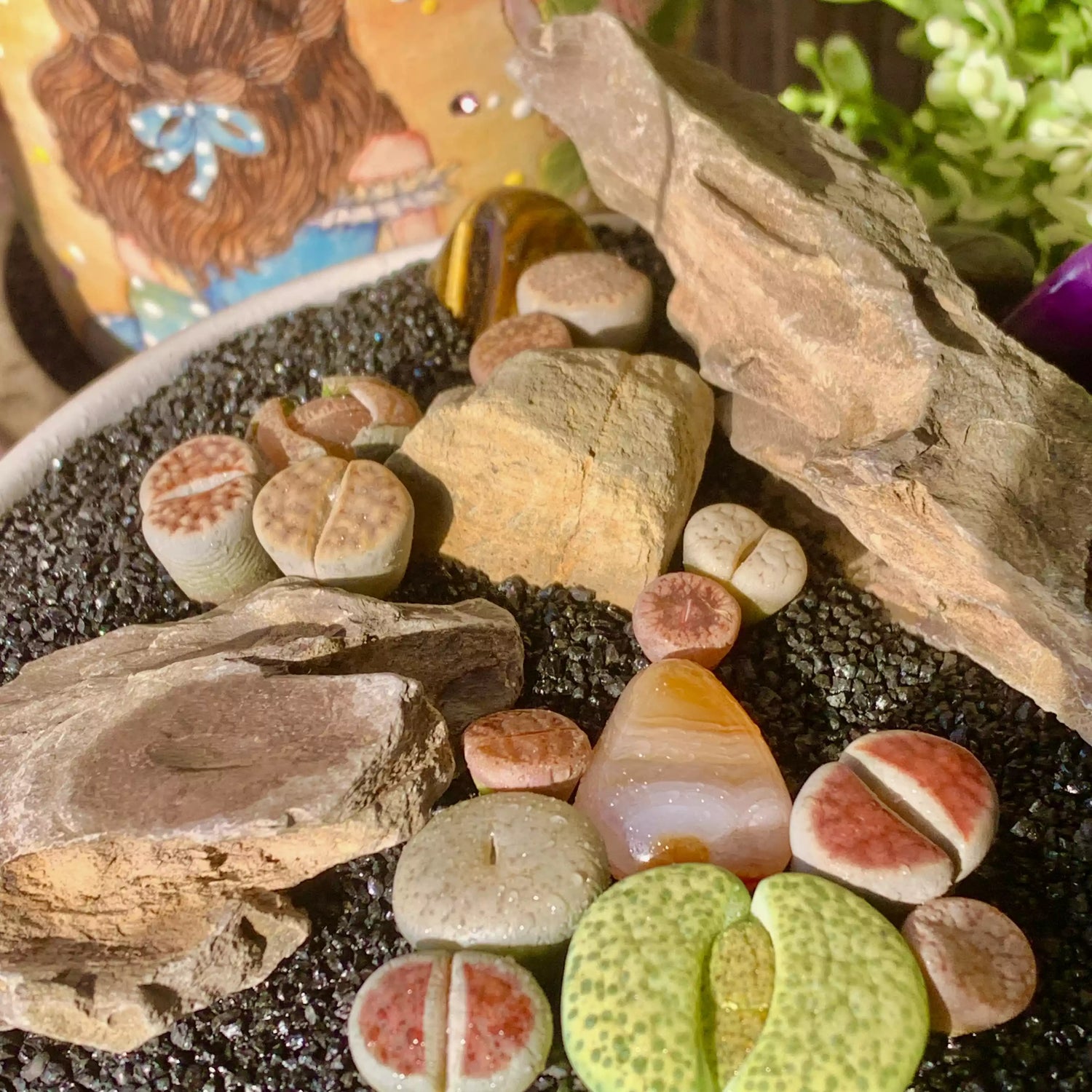 Lithops Living Stones