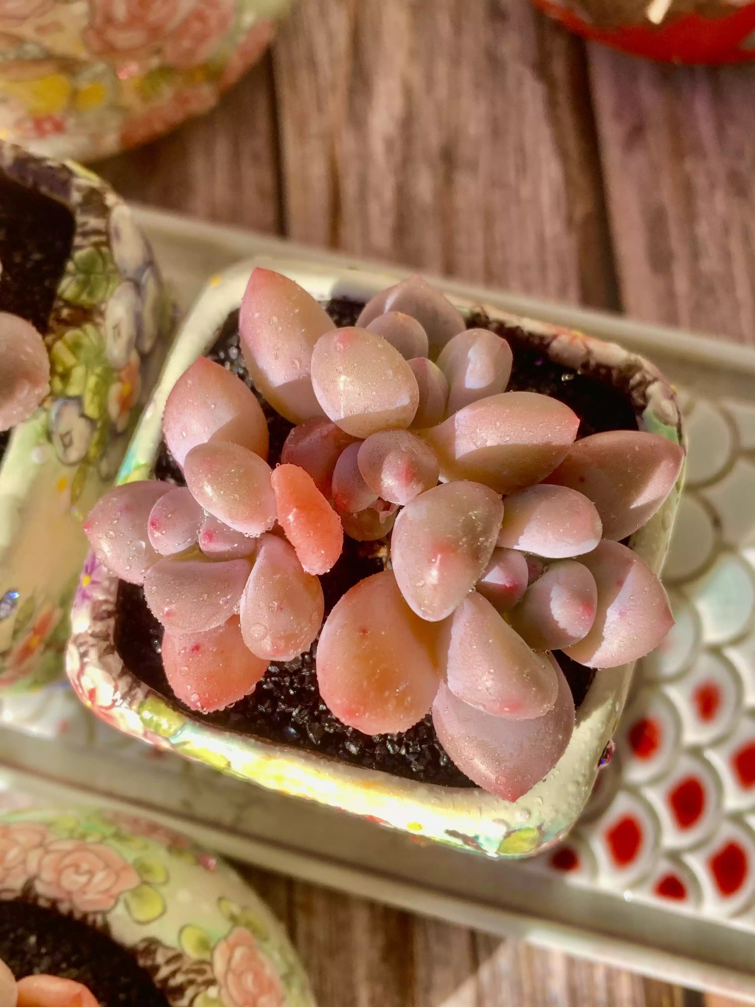 xPachyveria Elaine