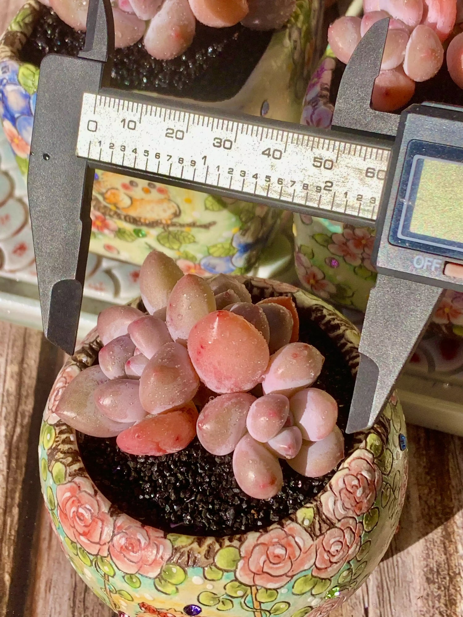 xPachyveria Elaine