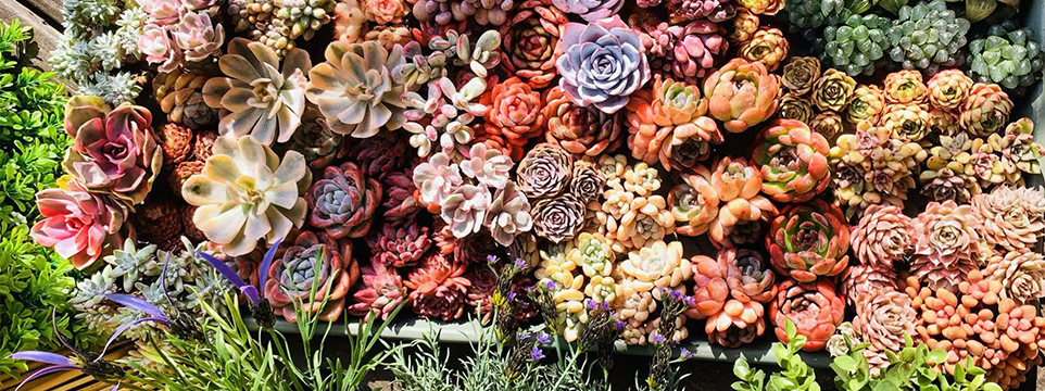 How to Grow Succulents Guide