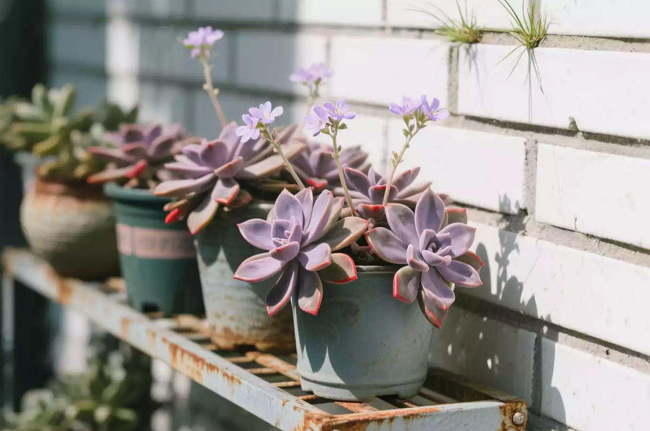 Are Succulents Big Sun - Lovers?