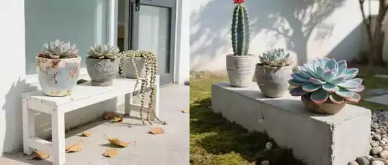 Can succulents grow outdoors? Variety care guides