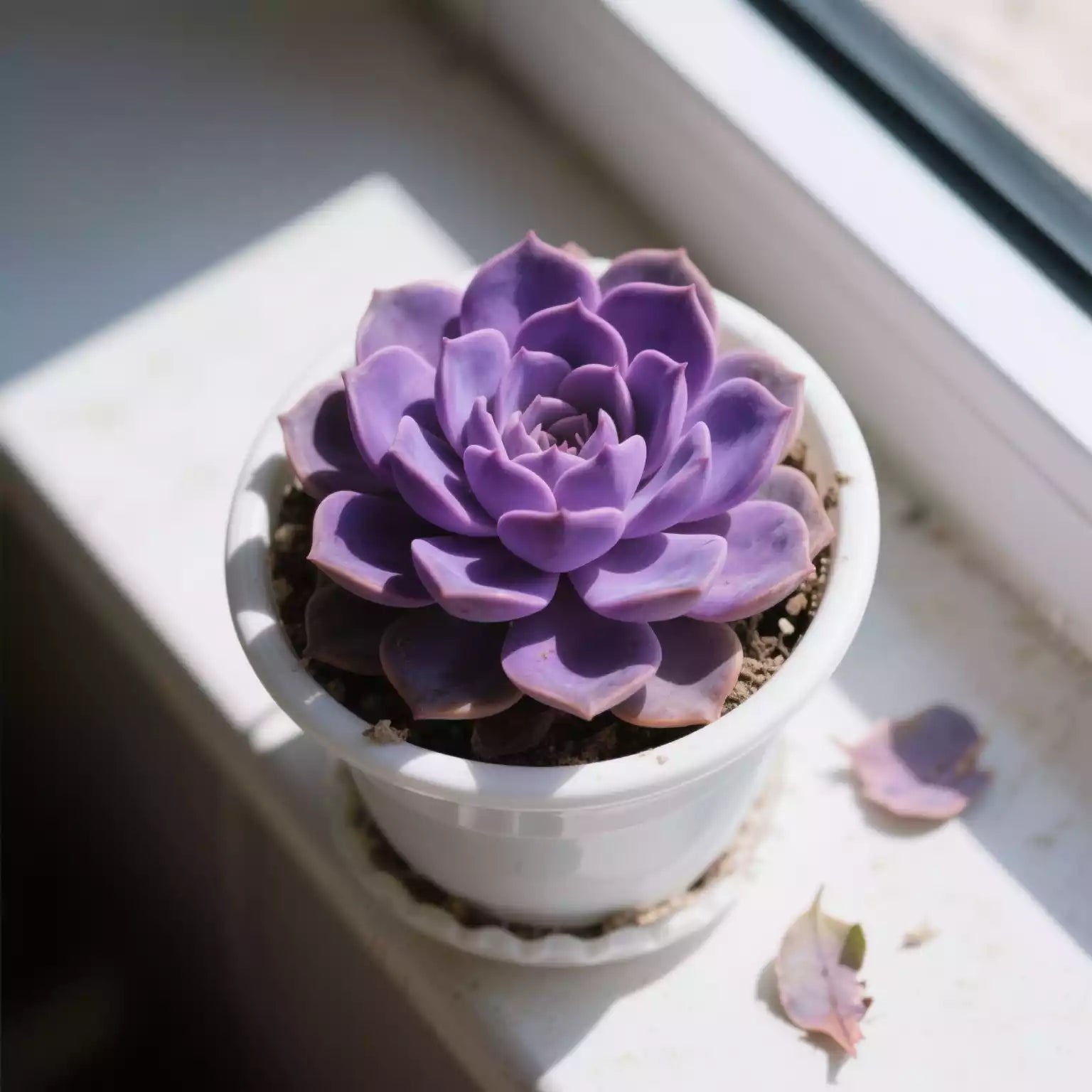 Why are my succulents losing their leaves?