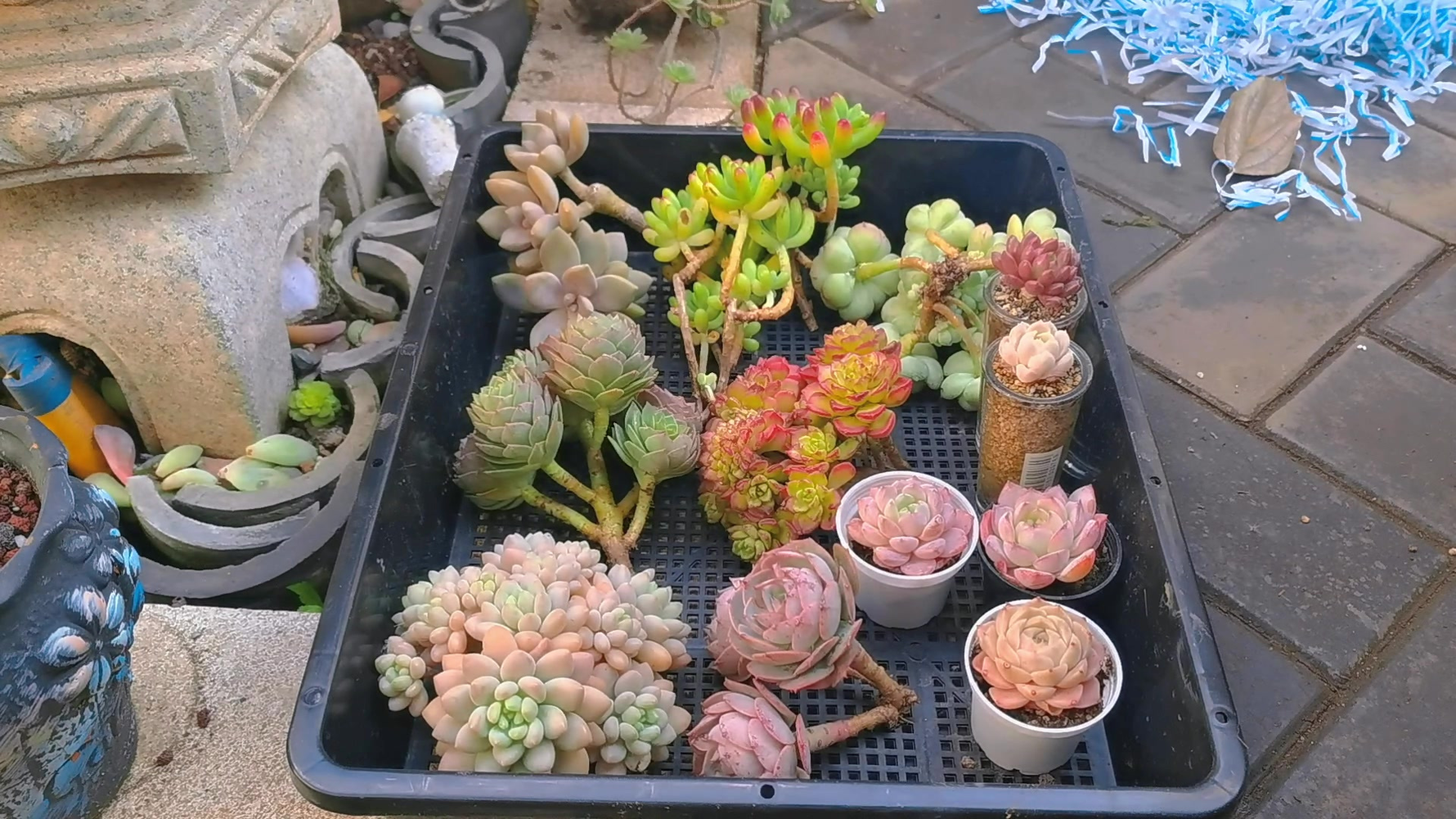 How to ship live succulents: succulent packing and shipping guide