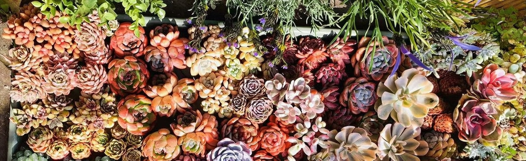 Outdoor Succulents