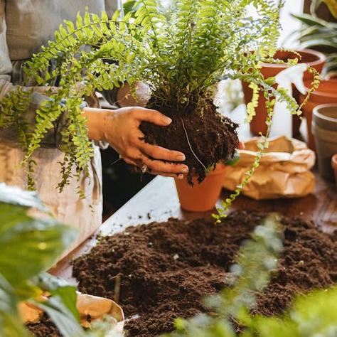 Planting Soil