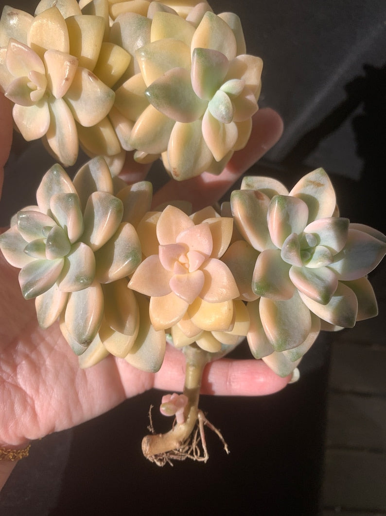 d2a42edb-e43b-4cea-8c25-6e66ce62ea5b