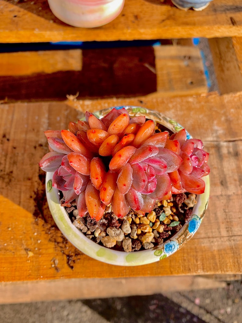 a82c2526-2322-483f-bc43-42f192ee8840