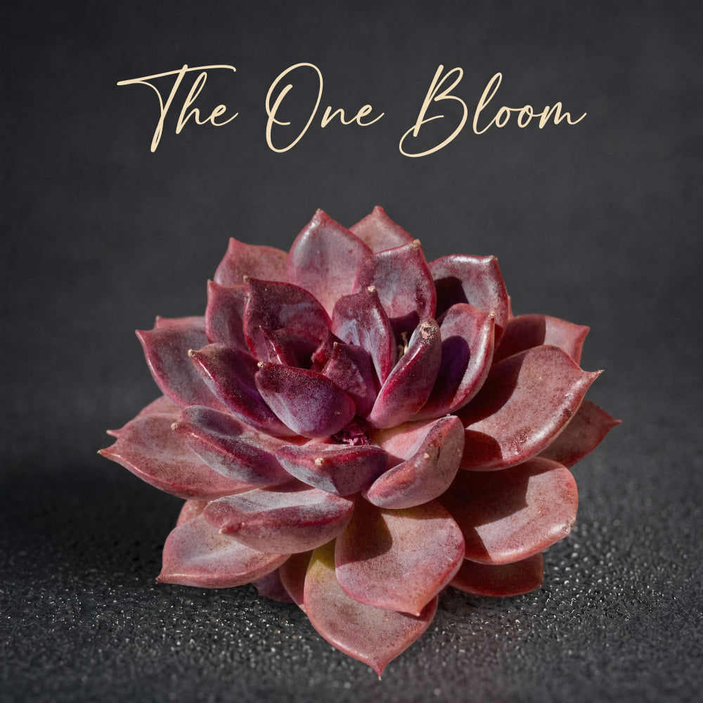 [Father's Day Gift] Rare and Striking Succulent - Echeveria 'Black Mamba' - “The Mamba Mentality” is like Los Angeles at 4 a.m.