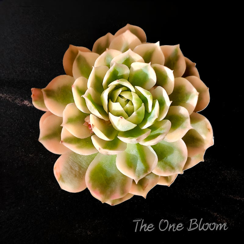 Rare Variegated Naturally Succulent - Echeveria 'Onslow' Variegated Single-stemmed 3"-3.5" Live Plant