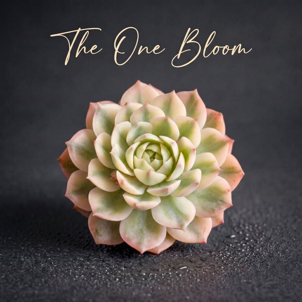 Rare Soft Colors Succulent - Echeveria 'Onslow' Naturally Variegated - Perfect For Small Spaces, Desks, or As a Gift
