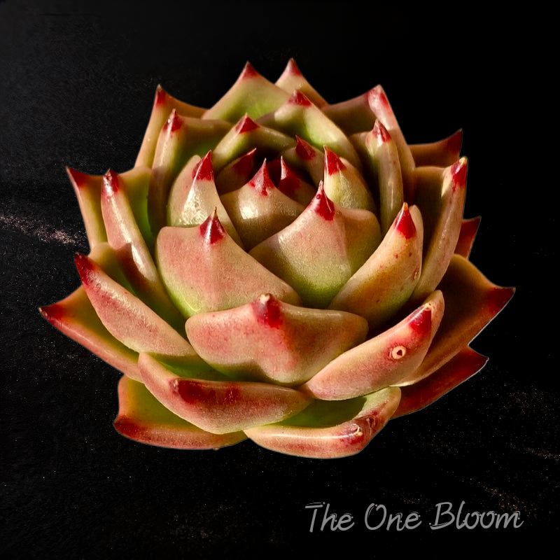 Echeveria Agavoides 'Blue Dragon' | Rare Single-stemmed Succulent 2"-2.5" in Diameter