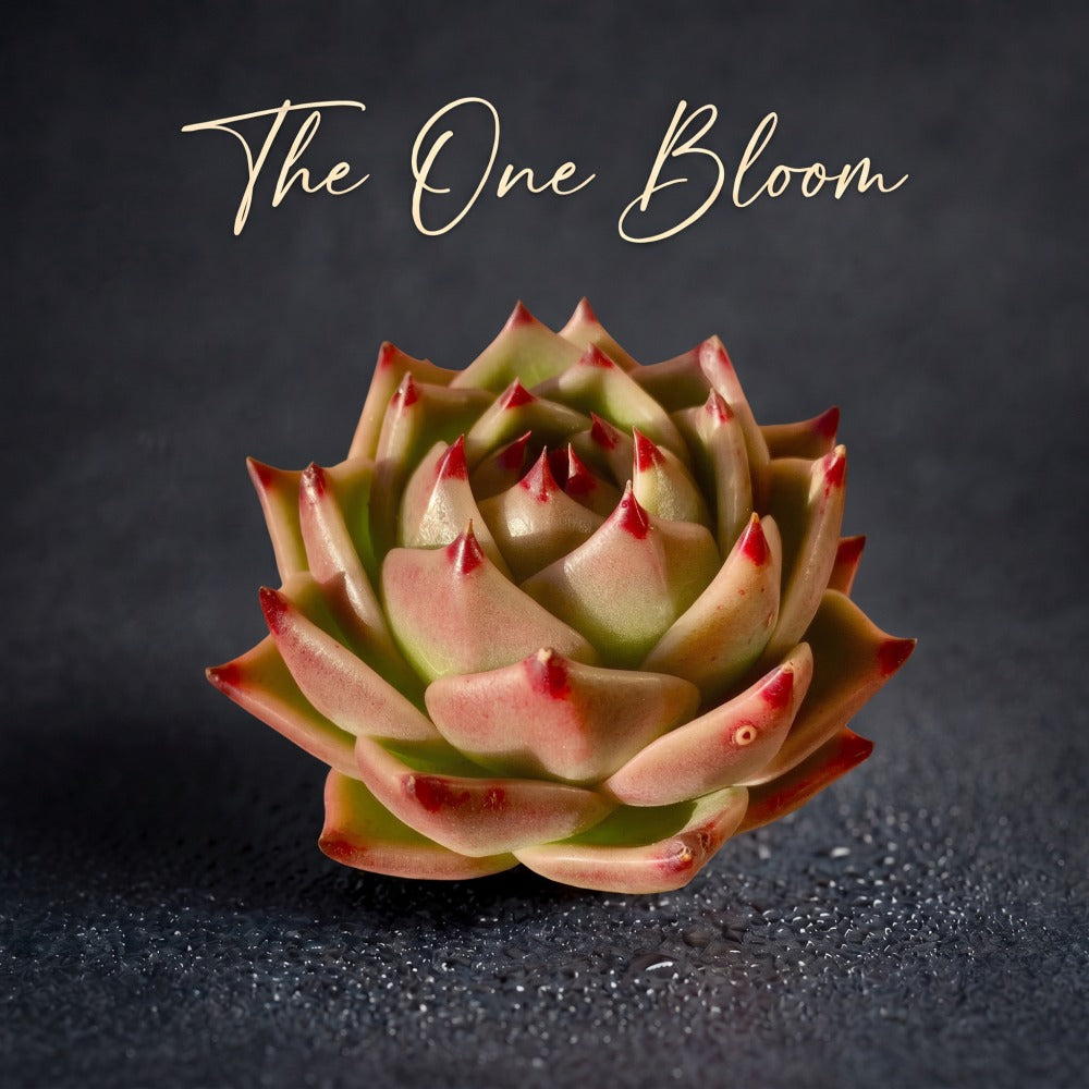 Striking Rare Succulent - Echeveria Agavoides 'Blue Dragon' - Known For Resembling Dragon Teeth