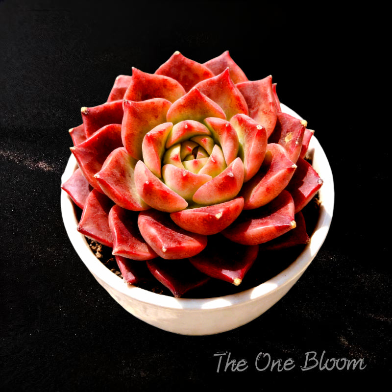 Echeveria 'Conch' / ‘Seashell’ Rare Live Succulent - 2–2.5 inch Across Easy Care Houseplant