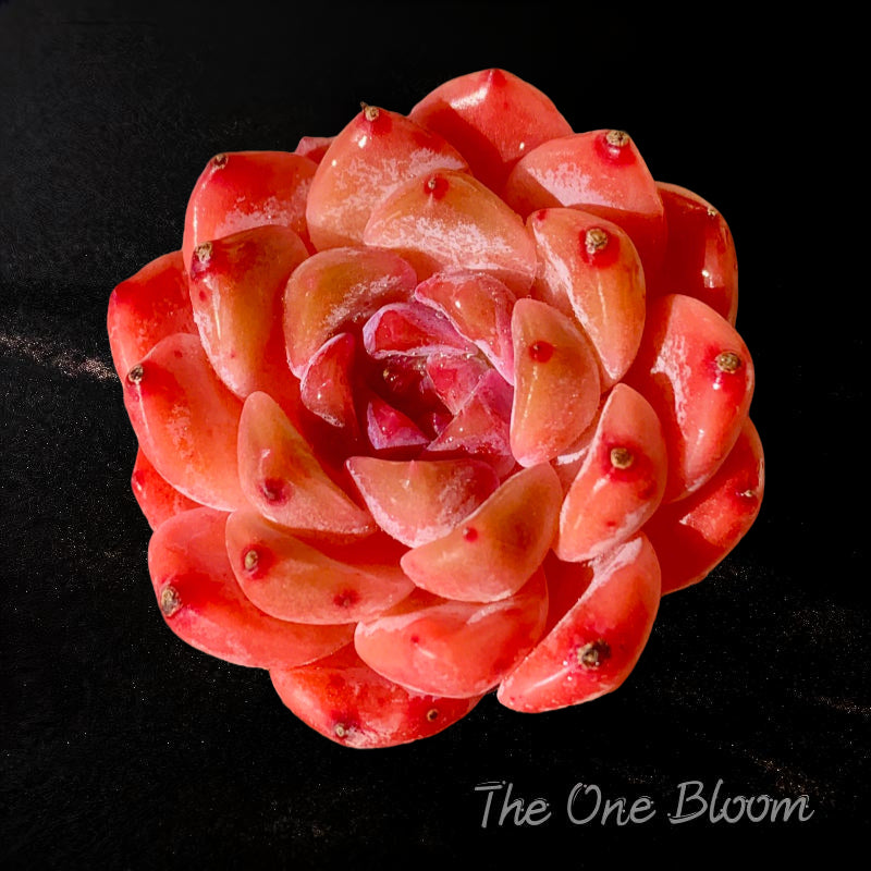 Boutique Plants Gifts - Echeveria 'Little Beauty' Premium Succulents - 2"-2.5" in Diameter Established Plant
