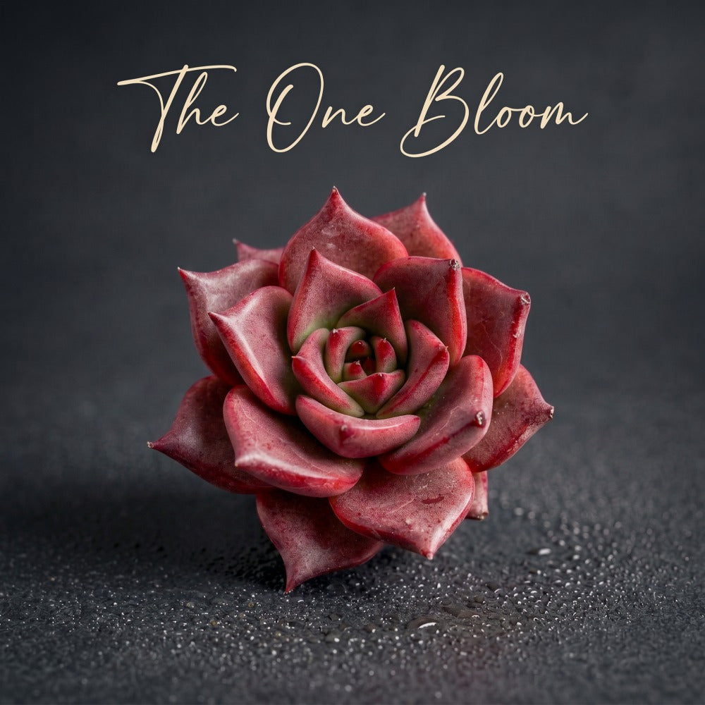 Sought-after Boutique Succulent - Echeveria Agavoides 'Romeo' - Known For Its Star-shaped, or Rose-like Form
