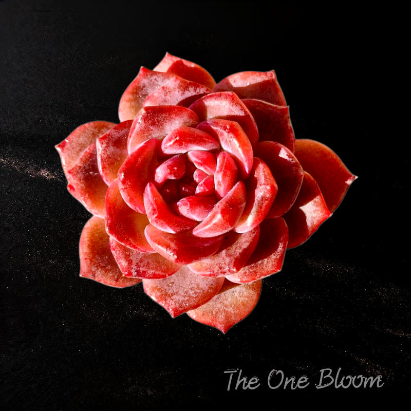 3"-3.5" in Diameter Echeveria 'Snow Lotus' -- Single-stemmed Healthy Live Succulent Plant -- Plump Leaves Good Coloration