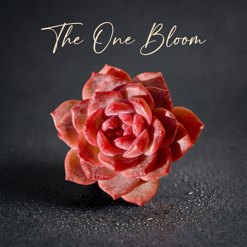 3"-3.5" in Diameter Echeveria 'Snow Lotus' -- Single-stemmed Healthy Live Succulent Plant -- Plump Leaves Good Coloration