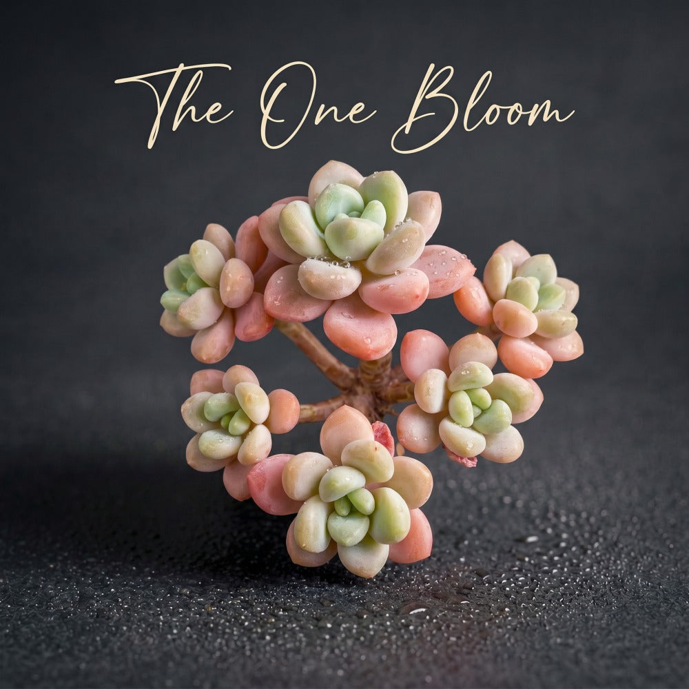 Graptosedum 'Miul' Multi-stemmed Cluster Approx. 3"–3.5" Across