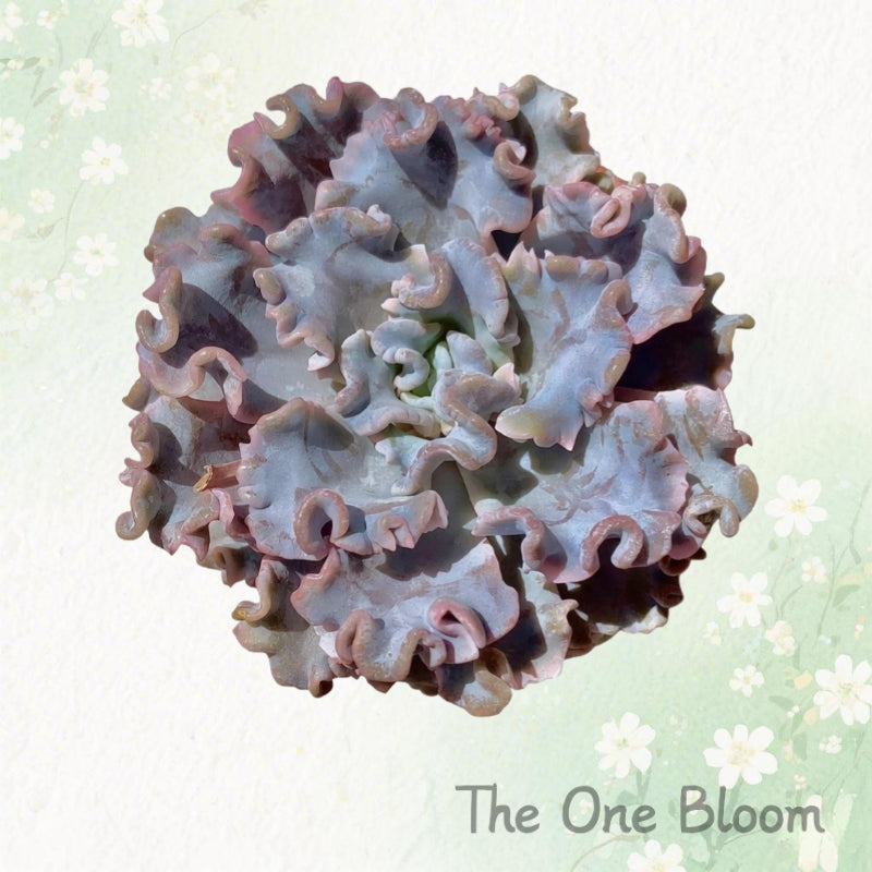 Echeveria 'Crispate Beauty' Single-stemmed Living Plant Approx. 4 inches in Diameter