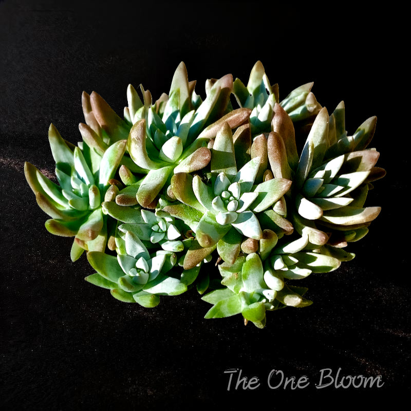 Dudleya Gnoma 'S.W.Mc Cabe' Clump-forming Succulents Approx. 3–3.5 inches Across