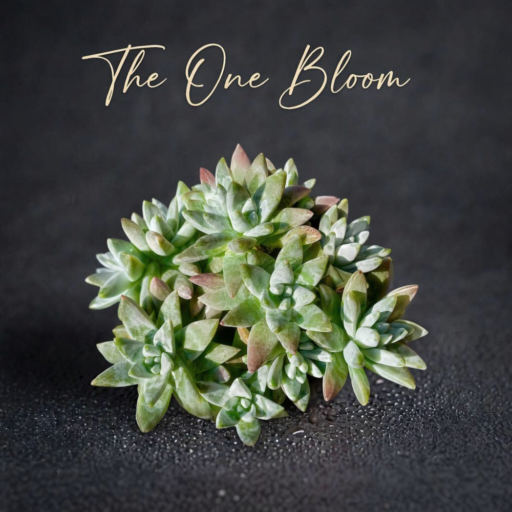 Rare Clump-forming Succulent - Dudleya Gnoma 'S.W. McCabe' - Distinctive Miniature Sculptures Appearance