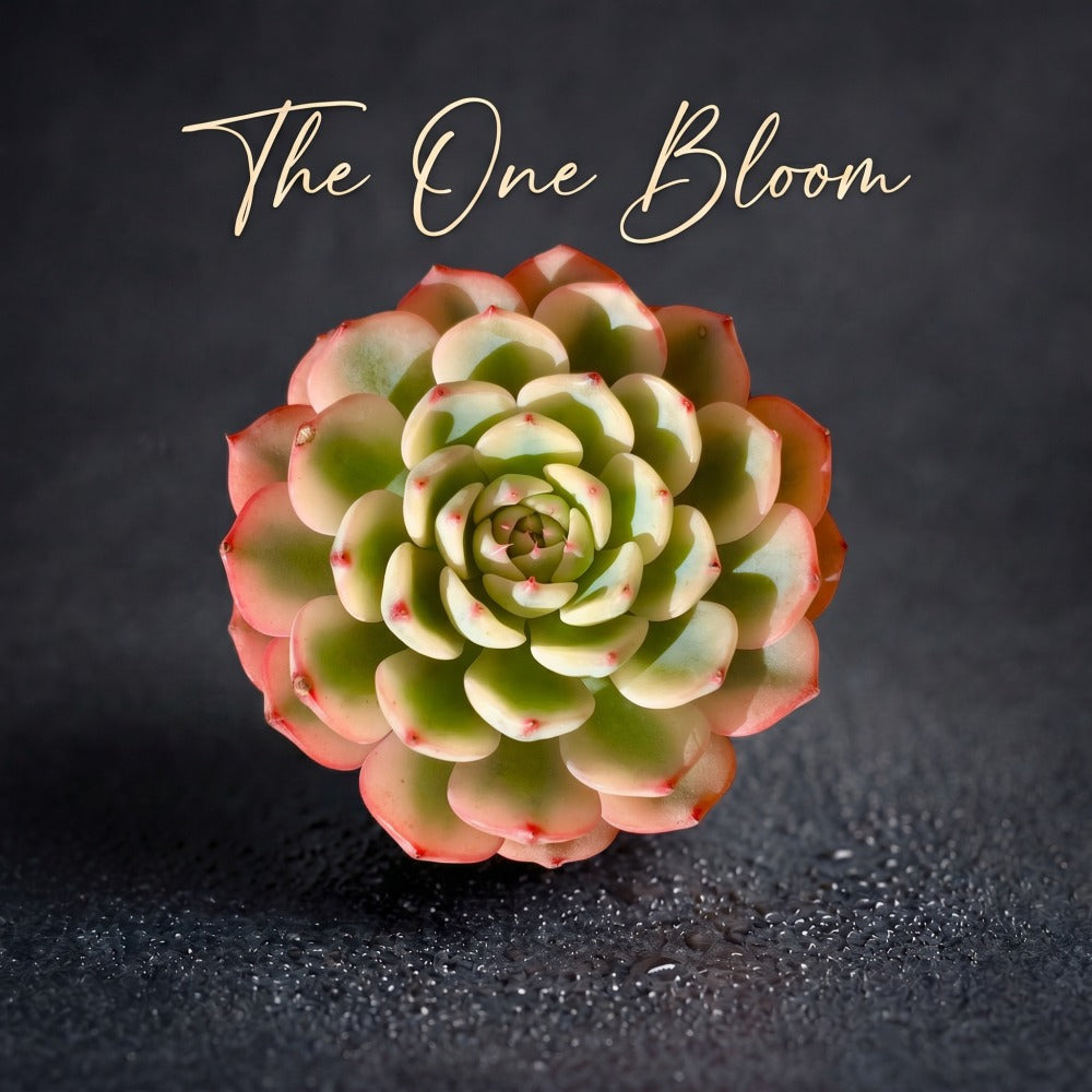 Rare Geometric Rosette Succulent - Echeveria 'Minima' Variegata - Drought-tolerant Plant Popular for Beginners and Collectors