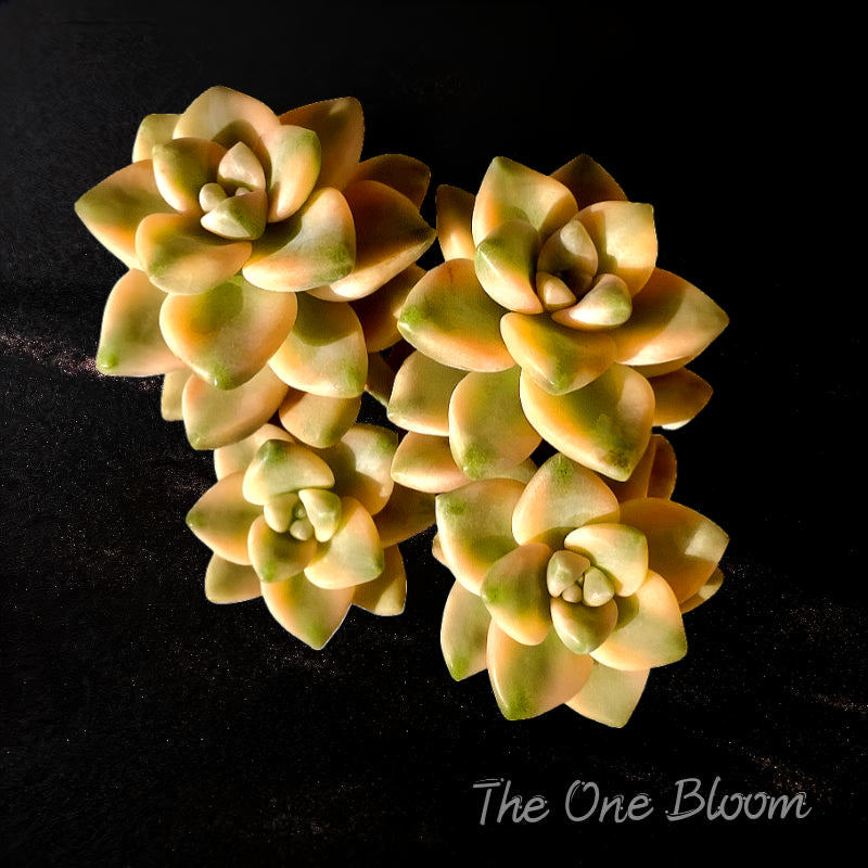 Rare Naturally Variegated Live Succulent Plant - Graptoveria 'Paraguayense Bernalense' Variegated 3"-3.5" Across | Multi-stemmed Can be Propagated