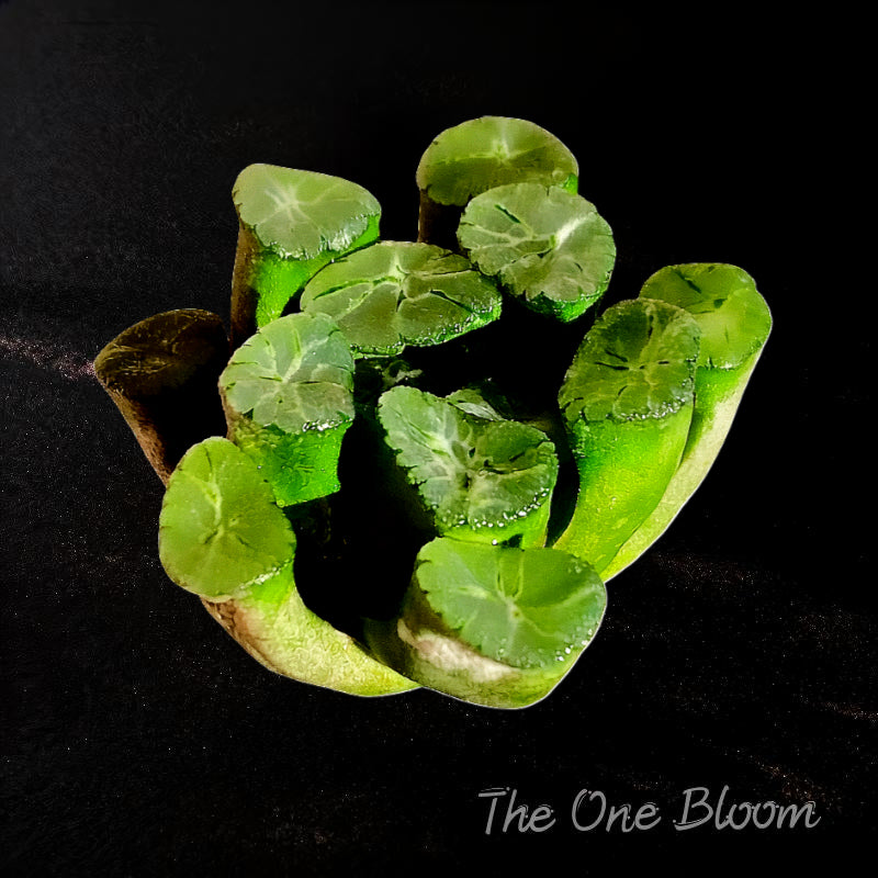 Haworthia Maughanii 'Sacred Spring' - 2" in Diameter Rare Premium Succulents