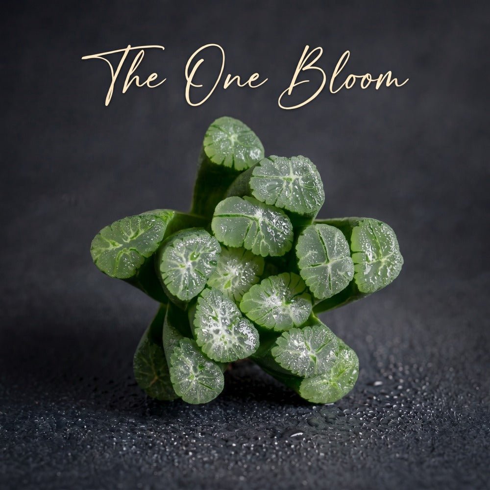 Rare Succulent - Haworthia Maughanii 'Sacred Spring' - Highly Valued For Its Unique Translucent Fleshy Leaves
