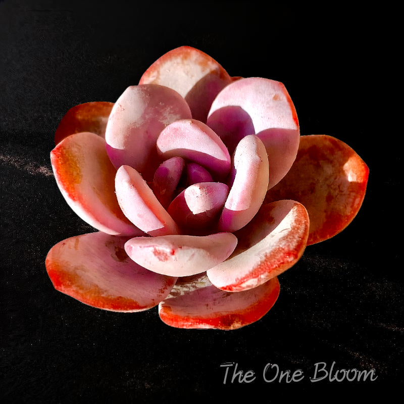 Echeveria 'Laui' Single-headed Living  Succulent Approx. 2–2.5 inches in Diameter