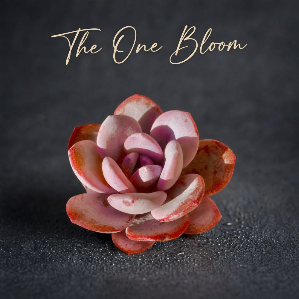 Echeveria 'Laui' Single-headed Living  Succulent Approx. 2–2.5 inches in Diameter