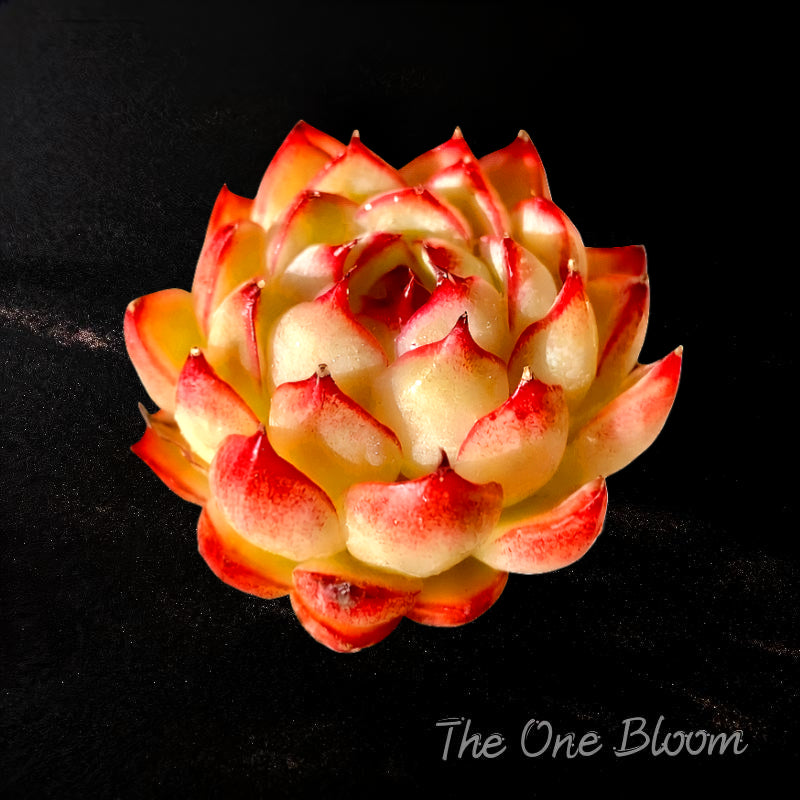 Echeveria 'Soul Fairy' Single-plant Living Succulent Approx. 2–2.5 inch in Diameter