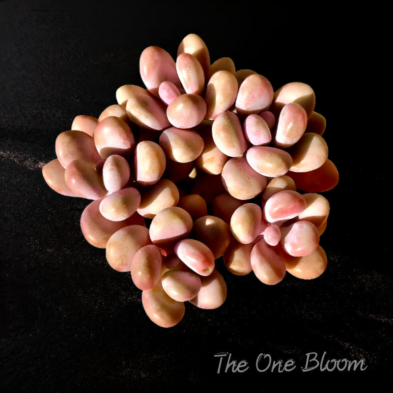 Graptopetalum Amethystinum 'Rose Walther' Cluster Approx. 3.5-inch in diameter