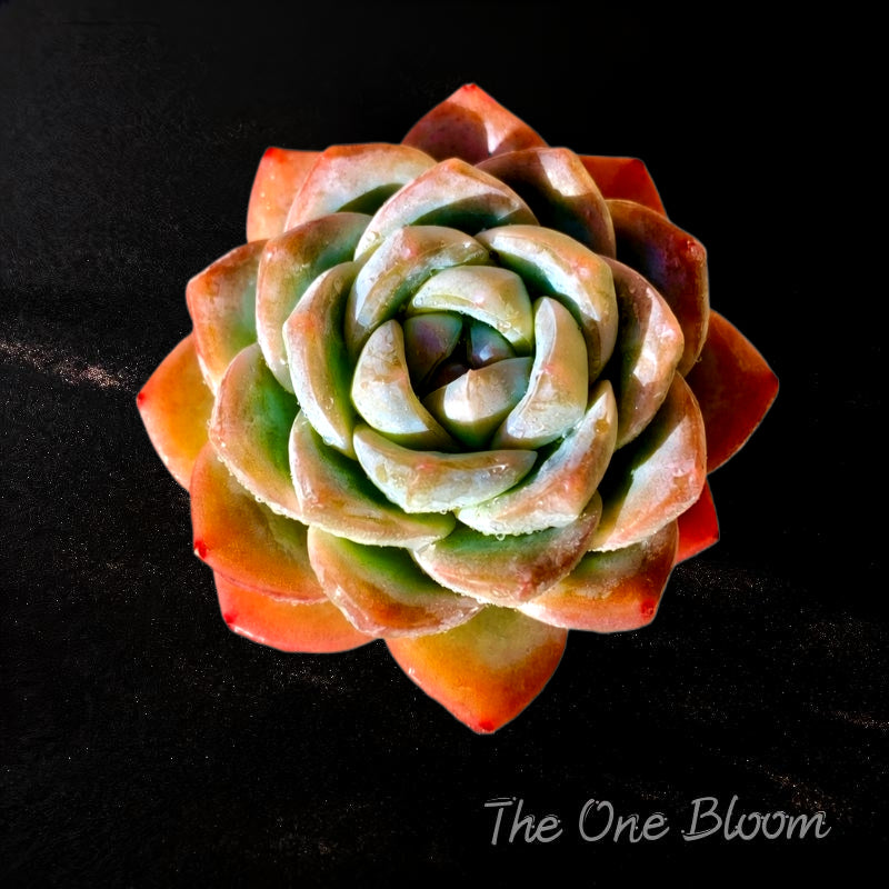 Echeveria 'Ice Green' Single-headed Approx. 2.5 inches in Diameter