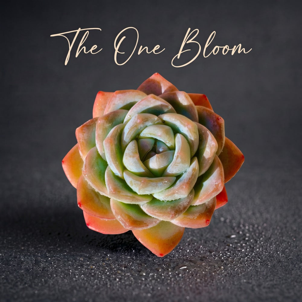 [Mother's Day Gift] Rare Succulent as Jade Sheer Beauty - Echeveria 'Ice Green' - Chubby  Drought-tolerant Live Plant
