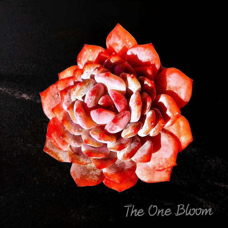 Echeveria 'Pink Peony' Single-stemmed Living Succulent Approx. 3–3.5 inches Across