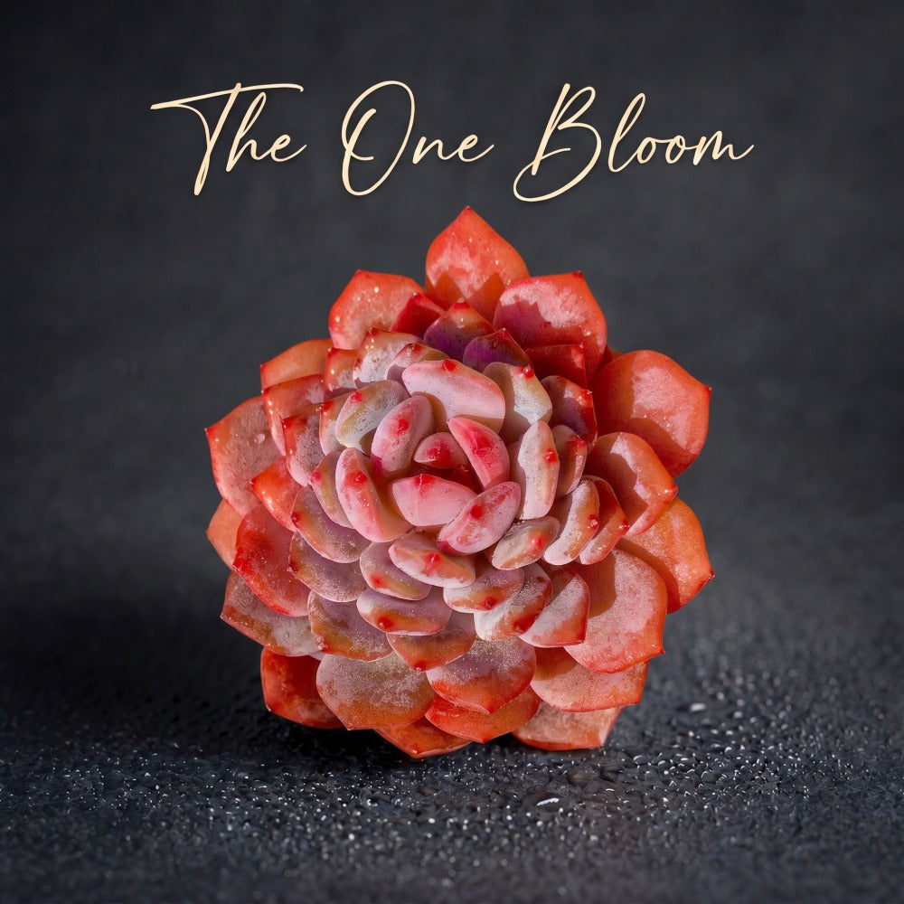 Echeveria 'Pink Peony' Single-stemmed Living Succulent Approx. 3"–3.5" Across