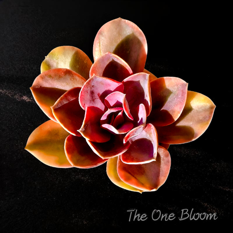 Echeveria 'Rainbow' Variegated Single-stemmed Succulent Approx. 3–3.5 inches in diameter