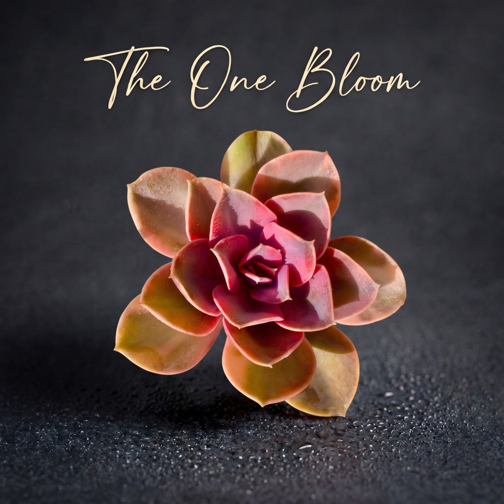 Echeveria 'Rainbow' Variegated Single-stemmed Succulent Approx. 3–3.5 inches in diameter