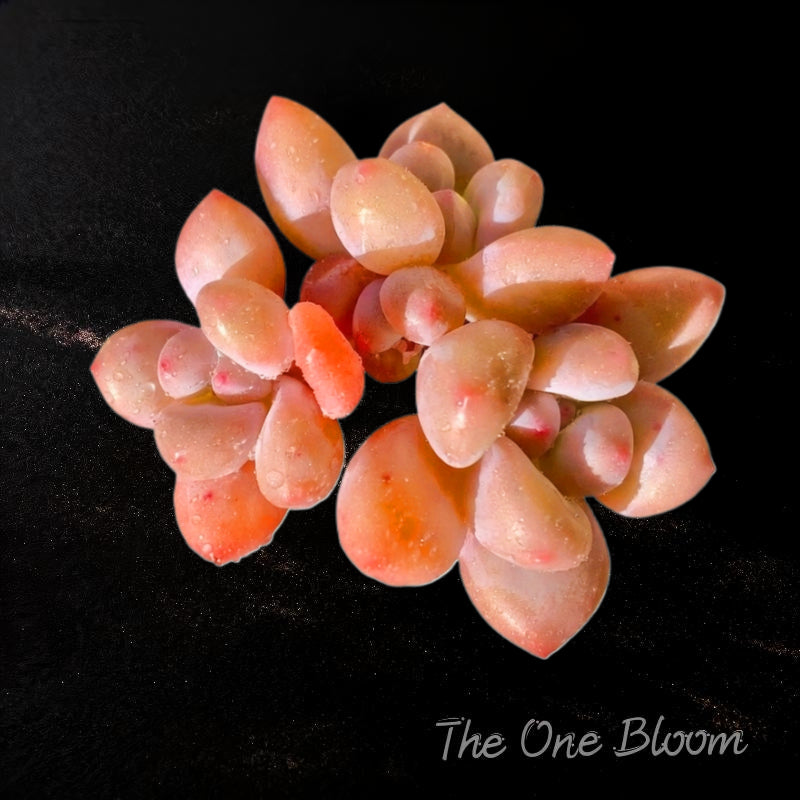 xPachyveria 'Elaine' Clump-forming Succulents Approx. 3–3.5 inches Across