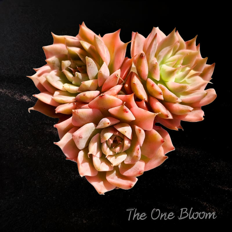 Echeveria 'Margaret' Variegated Naturally 3-headed Succulent Approx. 3 inches Across