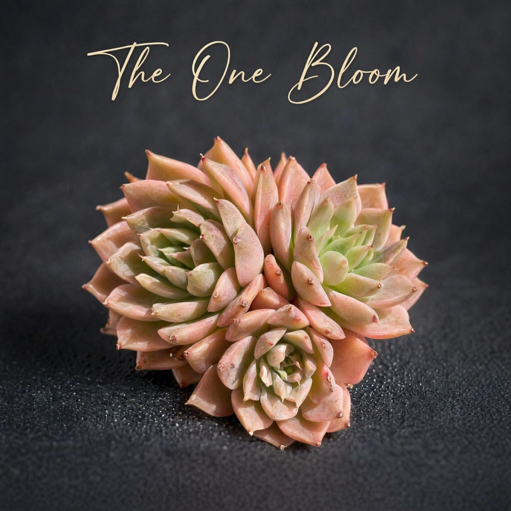 Echeveria 'Margaret' Variegated Naturally 3-headed Succulent Approx. 3 inches Across