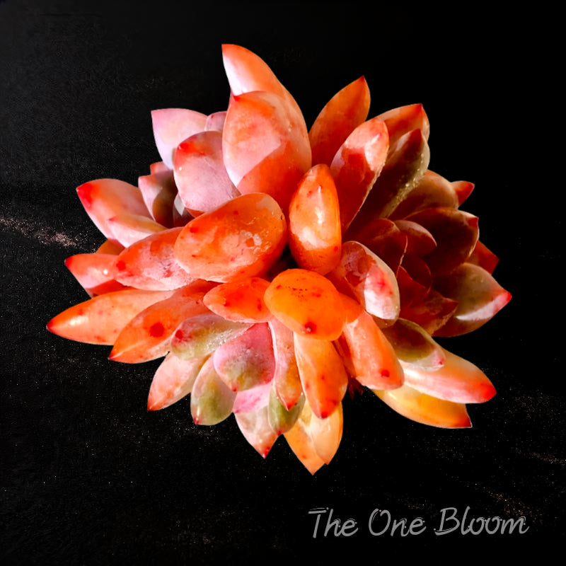 Echeveria 'Snow Angel' Multi-stemmed Cluster Approx. 3–3.5 inches Across