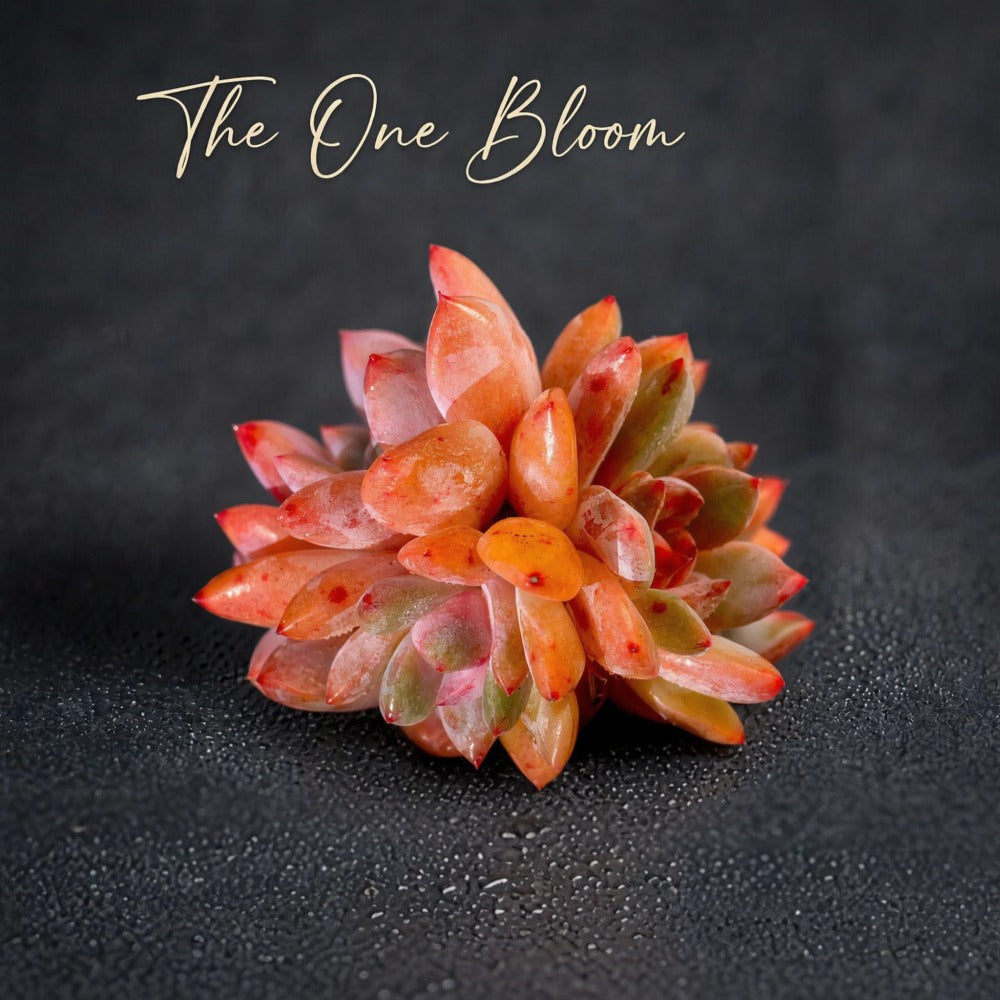 Echeveria 'Snow Angel' Multi-stemmed Cluster Approx. 3–3.5 inches Across