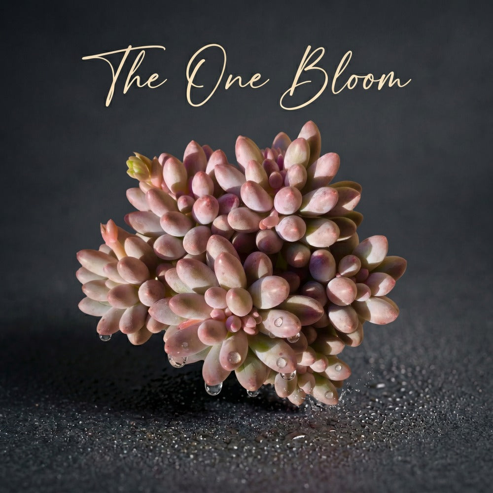 Pachyphytum 'Baby Finger' Multi-stemmed Clustered Approx. 3–3.5 inches Across