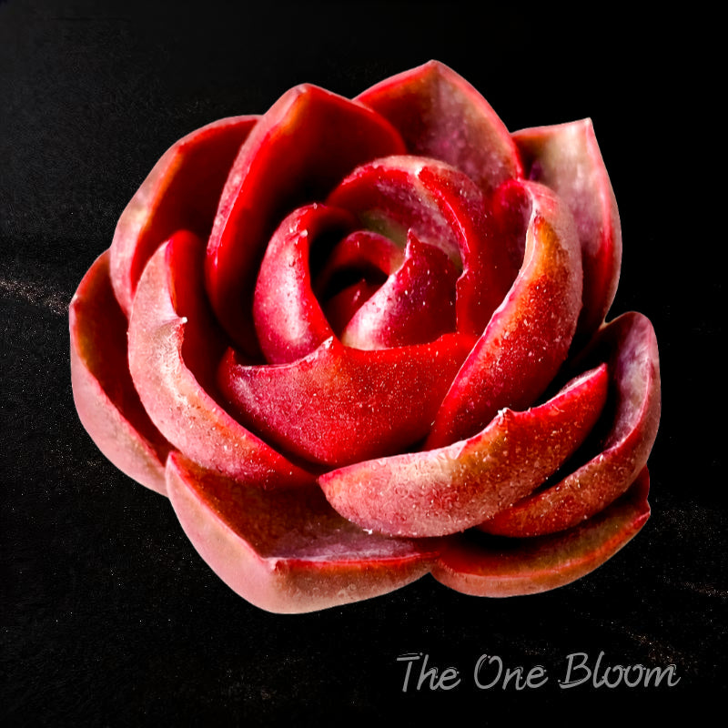 Echeveria 'Red Lantern' Approx. 3–3.5 inches in Diameter