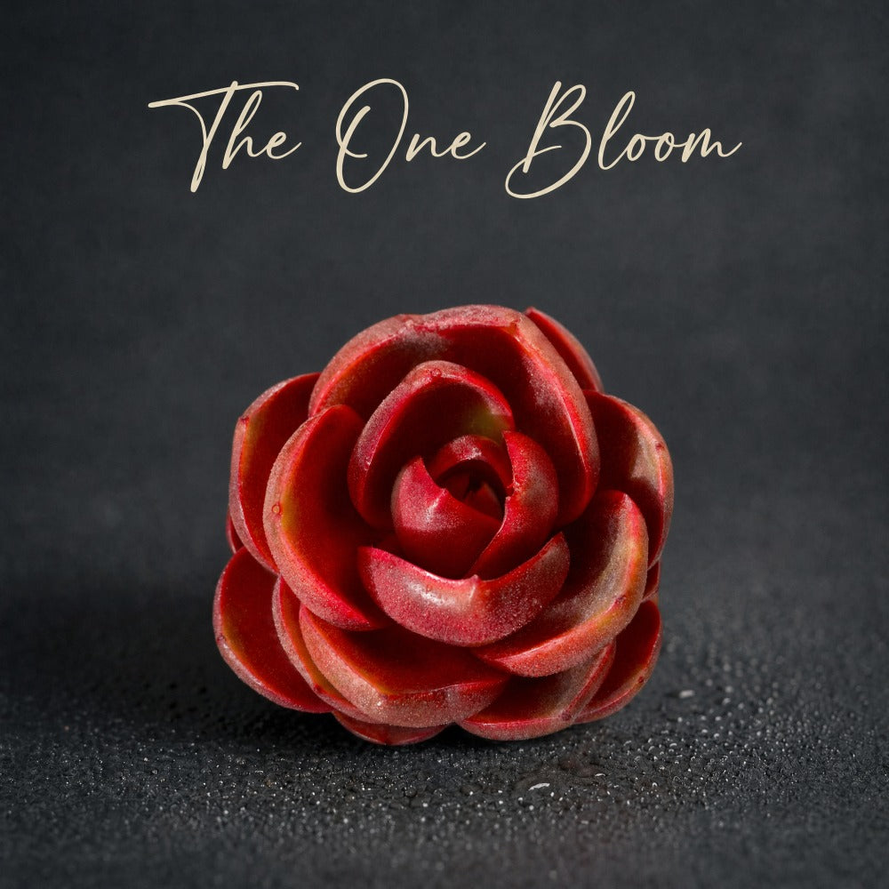 Echeveria 'Red Lantern' Approx. 3–3.5 inches in Diameter