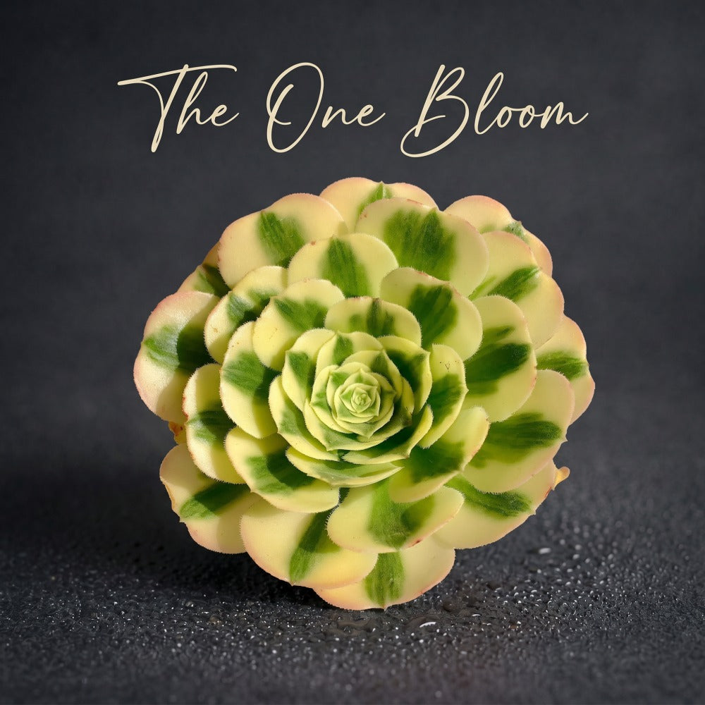 [Father's Day Gift] Highly Sought-after Luxurious Succulent - Aeonium 'Maybach' Variegata - Tree-like Rosette Looks Like an Elegant  Floral
